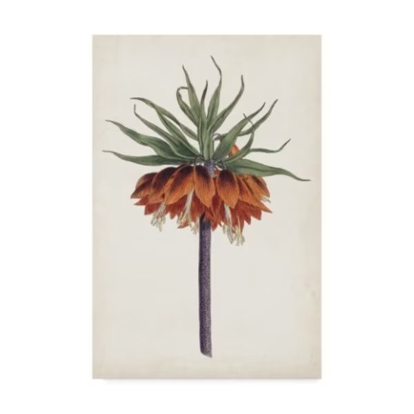 Curtis 'Curtis Garden Beauties Ii' Canvas Art, 16x24, Trademark Fine Art, Mfr#: WAG07906-C1624GG